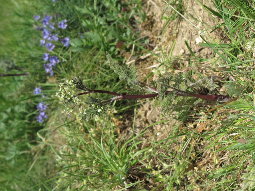 Anthriscus caucalis